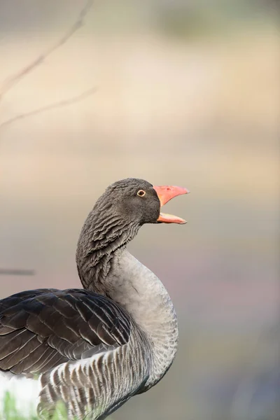 Doğanın Bulanık Arka Planında Dururken Sevimli Pilgrim Goose Kornasını Yakın — Stok fotoğraf