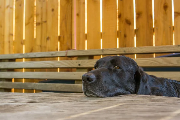 Schöne Müde Schwarz Gefärbte Labrador Hund Legt Kopf Auf Holztisch — Stockfoto