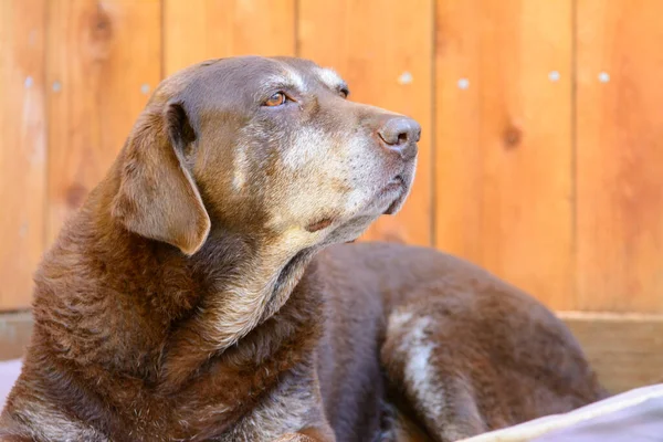Velho Sénior Chocolate Labrador Retriever Cão Cheirando Imagem De Stock