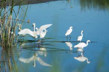 Sazlıkların yanında süzülen karlı akbalıkçıllar.