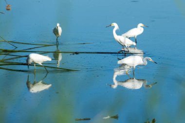 Sazlıkların yanında süzülen karlı akbalıkçıllar.