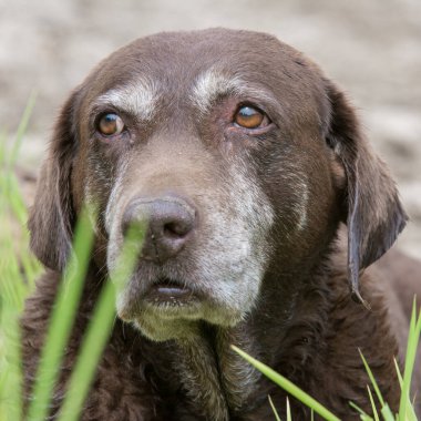 Eski çikolatalı Labrador Retriever portresi.