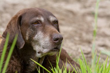 Yaşlı kahverengi labrador köpek göz hizasında yeşil çimlerin üzerinde yatıyor..