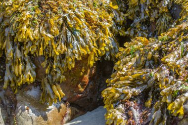 Güneşli sahil şeridinde kayaların yüzeyinde büyüyen yemyeşil su yosunlarının görüntüsü