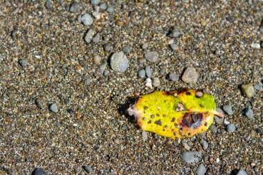 Islak kumda kıyıya vuran küçük sarı yaprak.