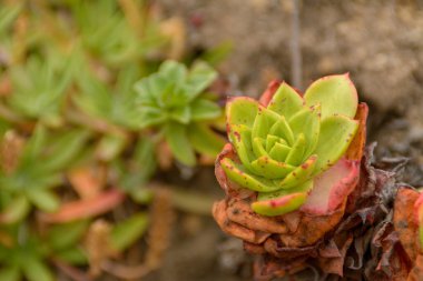 kırmızı yeşil echeveria sulu büyüyen