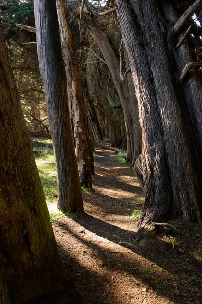 Prachtig Uitzicht Smal Pad Tussen Hoge Bomen Prachtig Bos Zonnige — Stockfoto