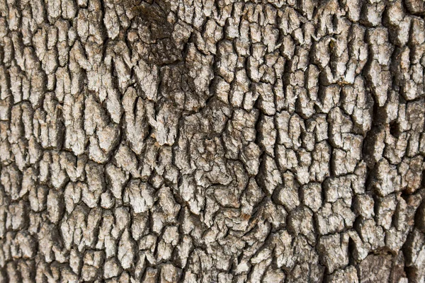 オークの木の樹皮パターン背景 — ストック写真