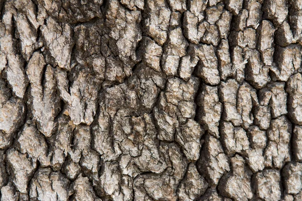 Träd Bark Mönster Bakgrund — Stockfoto