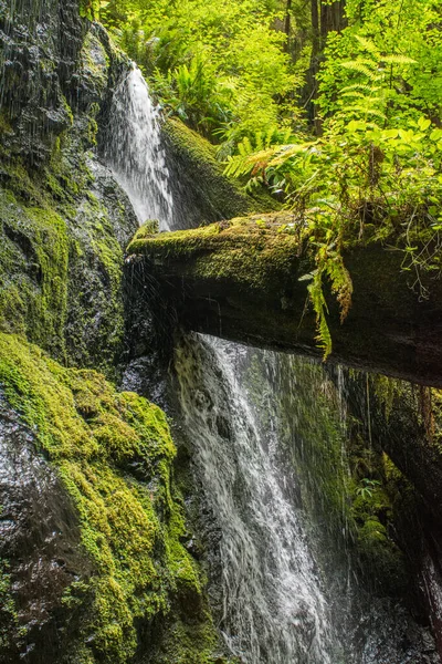 緑豊かな植生と巨大な湿った苔むした崖とカスケードの滝のある倒木の眺め — ストック写真