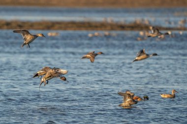 Kuzeyli ördek sürüsü çeşitli uçuş aşamalarında yakalanır ve muhtemelen yiyecek ya da dinlenme yeri aramak için bir su kütlesinin üzerine inerler..