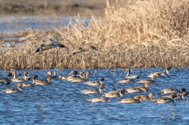 Kuzeyli ördek sürüsü, iki ördek ile birlikte yeni bir beslenme noktası bulmak ya da fark edilen bir tehditten kaçmak için bir su kütlesi içinde toplanır..