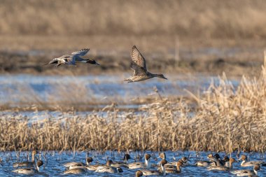 Kuzeyli bir ördek sürüsü bataklık bir alanda dinlenirken, diğer ikisi de muhtemelen yeni bir beslenme noktası bulmak veya algılanan bir tehditten kaçınmak için uçuyor..