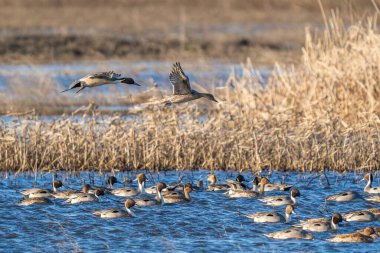 Kuzeyli ördek sürüsü suda dinlenirken, diğer ikisi de muhtemelen yeni bir beslenme noktası bulmak veya fark edilen bir tehditten kaçınmak için uçuyor..