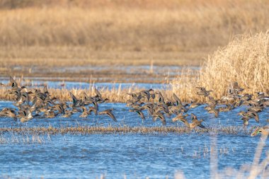 Büyük bir yeşil kanatlı ördek sürüsü bataklık sulak bir alandan uçar, muhtemelen rahatsız ya da göç eder..