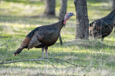 Yabani bir hindi otlak bir alanda duruyor, muhtemelen yiyecek arıyor ve arka planda başka bir hindi görünüyor..