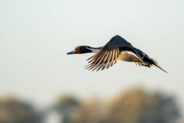 Kuzeyli bir erkek ördek, uçuşun ortasında yakalanır. Kanatları havada uçarken tamamen açılır. Muhtemelen yiyecek ya da dinlenme yeri arar..