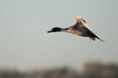 Kuzeyli bir erkek ördek, muhtemelen yeni bir beslenme ya da dinlenme yeri ararken yakalandı..
