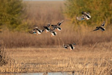 Bir Mallard ördek sürüsü bataklık bölgesinden uçar, muhtemelen yakınlardaki bir varlıktan korkarlar veya yeni bir beslenme yeri ararlar..