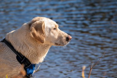 Mavi bir koşum takımı takan ıslak, açık renkli bir Labrador Retriever muhtemelen bir su kütlesinin yanında duruyor, bir göl ya da nehir, dikkatle uzaktaki bir şeye bakıyor. Köpek sadece yüzüyor ya da suda oynuyor olabilir, kürkü göründüğü gibi. 