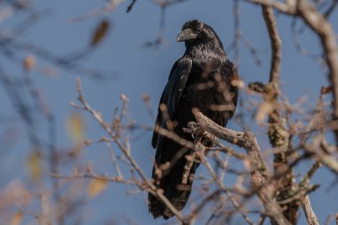 Çıplak bir ağaç dalına tünemiş bir kuzgun, açık mavi gökyüzüne karşı, muhtemelen bölgesini araştırıyor ya da yiyecek arıyor..