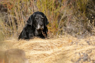 Yaşlı siyah bir Labrador Retriever, kuru otlardan oluşan bir yatakta dinleniyor, güneşin sıcaklığının tadını çıkarıyor..