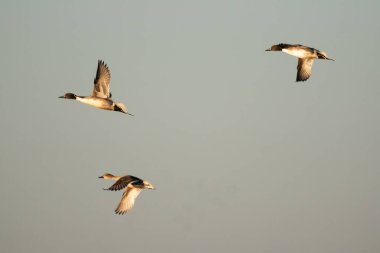 Kuzeyli üç ördek açık bir gökyüzüne karşı uçuyor, muhtemelen göç ediyorlar ya da yeni bir yaşam alanı arıyorlar..