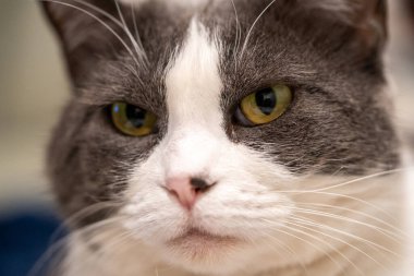 Sarı gözlü gri ve beyaz bir kedi kameraya dikkatle bakıyor, muhtemelen fotoğrafçıyı merak ediyor ya da ilgi istiyor..