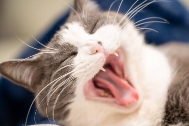 Gri ve beyaz bir kedi esnerken yakalanır. Pembe dili ve keskin dişleri ortaya çıkar. Muhtemelen esneyip uykuya dalmaya hazırlanır..