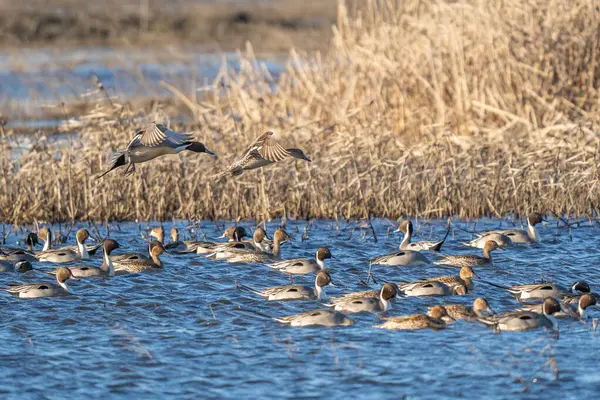 Kuzeyli ördek sürüsü, iki ördek ile birlikte yeni bir beslenme noktası bulmak ya da fark edilen bir tehditten kaçmak için bir su kütlesi içinde toplanır..