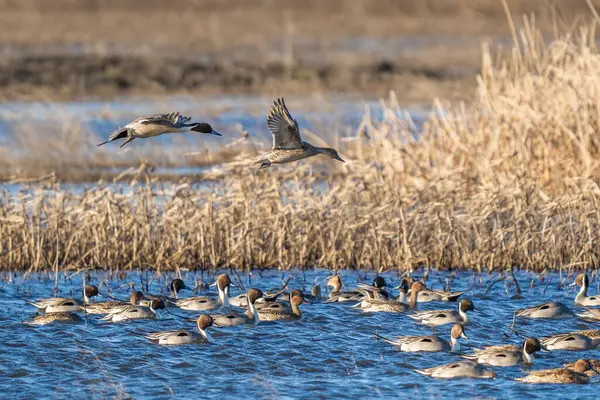 Kuzeyli ördek sürüsü suda dinlenirken, diğer ikisi de muhtemelen yeni bir beslenme noktası bulmak veya fark edilen bir tehditten kaçınmak için uçuyor..