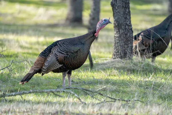 Yabani bir hindi otlak bir alanda duruyor, muhtemelen yiyecek arıyor ve arka planda başka bir hindi görünüyor..