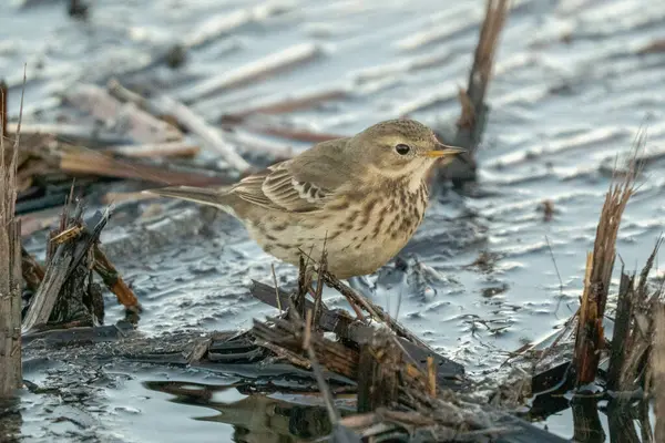 Küçük, kahverengi bir Amerikan Pipit bataklık bir alanda bir dal üzerine tünemiş, muhtemelen yiyecek ya da dinlenme arıyor.
