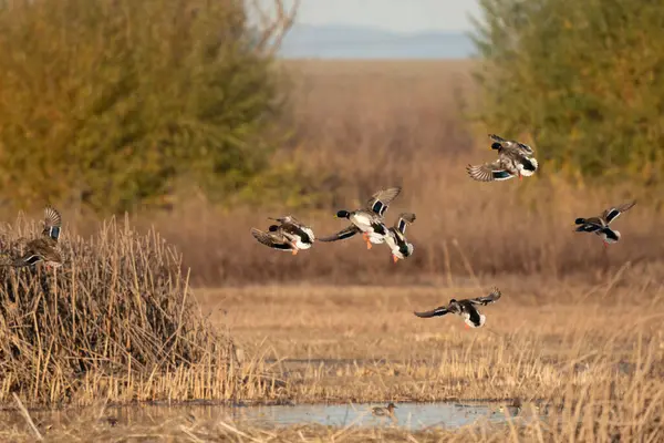 Bir yaban ördeği sürüsü bataklık bölgesinden uçar, muhtemelen ürker ya da yeni bir beslenme yeri arar..