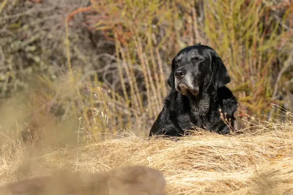 Yaşlı, siyah bir Labrador Retriever kuru otların arasında dinleniyor. Muhtemelen güneşin sıcaklığının ve dışarıdaki huzurun tadını çıkarıyor..