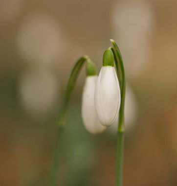 Beautiful close-up of a snowdrop