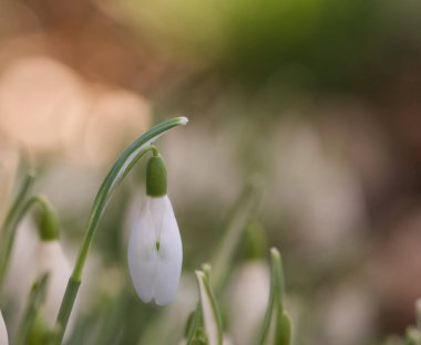 Beautiful close-up of a snowdrop