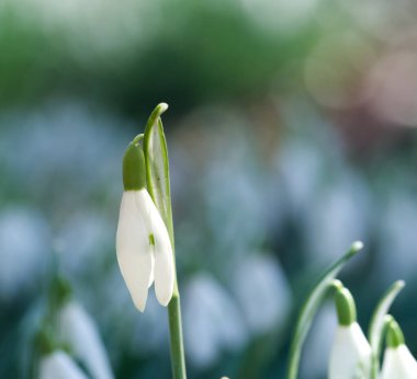 Beautiful close-up of a snowdrop