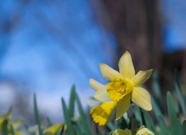 Beautiful close-up of narcissus flower