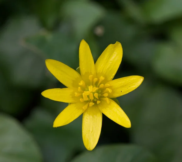 Όμορφο Κοντινό Πλάνο Από Ένα Λουλούδι Ταβέρνας Ficaria — Φωτογραφία Αρχείου