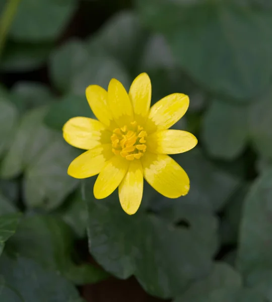 Όμορφο Κοντινό Πλάνο Από Ένα Λουλούδι Ταβέρνας Ficaria — Φωτογραφία Αρχείου