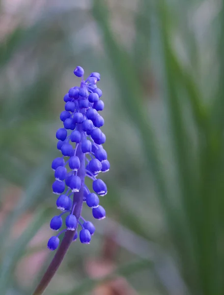 Schöne Nahaufnahme Einer Muscari Blume — Stockfoto
