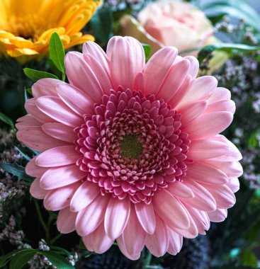 Gerbera çiçeğinin güzel yakın çekimi