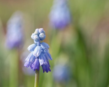 Güzel bir muscari chalusicum yakın çekimi.