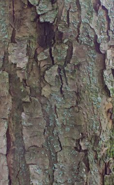 Malus Hupehensis 'in kabuğuna yakın çekim
