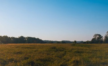 Bir cygnus renginin güzel yakın çekimi