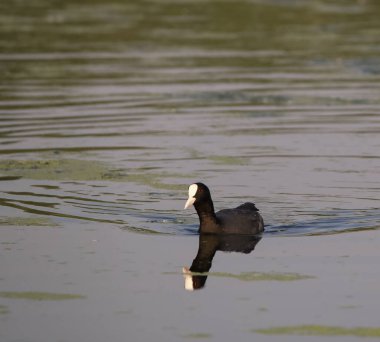 Güzel bir fulica atra 'nın yakın çekimi