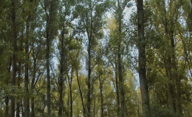 İki siyah başlı martının güzel yakın çekimi