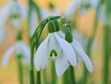 Bir galanthus nivalis çiçeğinin güzel yakın çekimi
