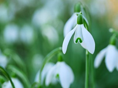 Bir galanthus nivalis çiçeğinin güzel yakın çekimi
